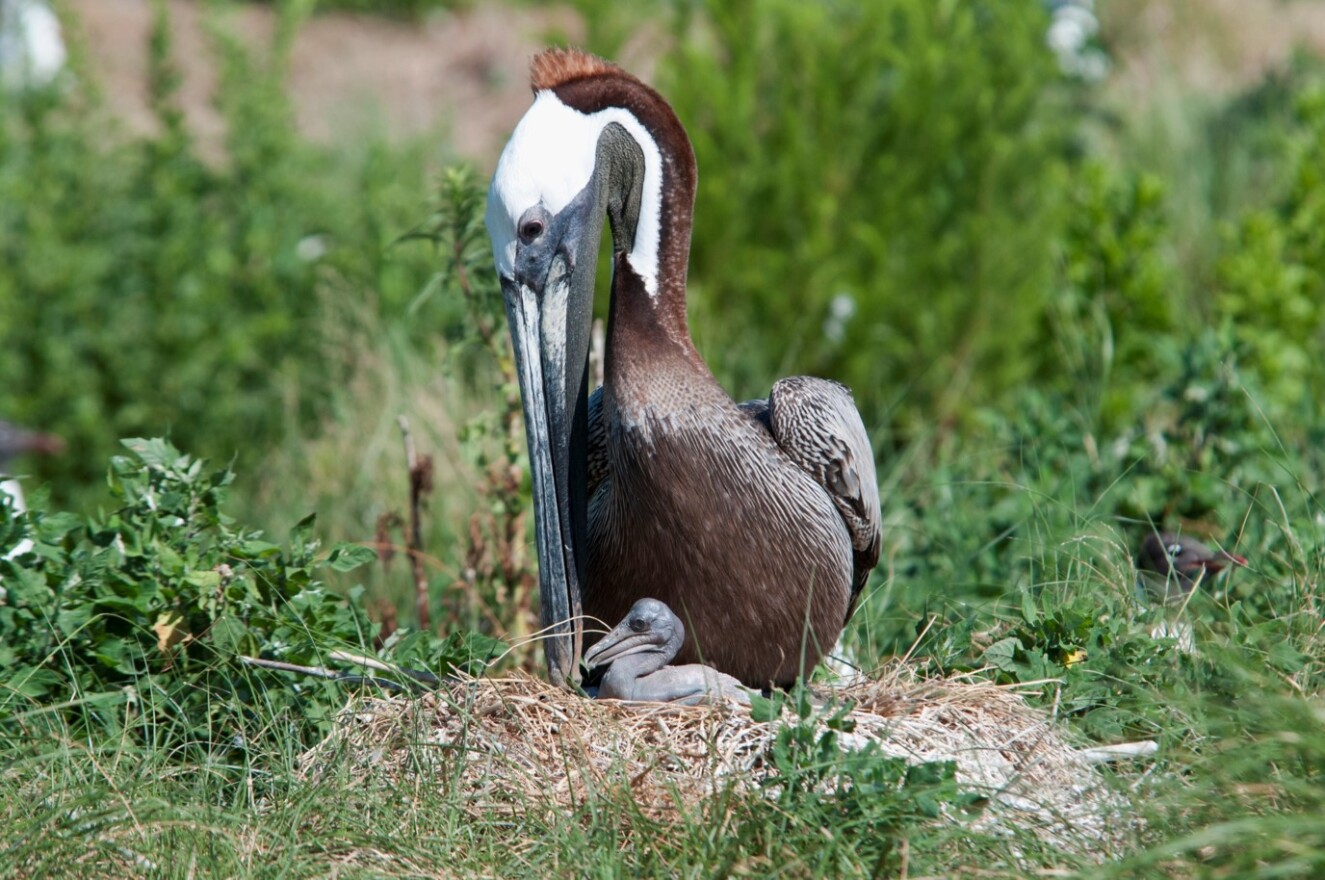 An adult pelican broods on a chick